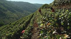 Vendima na Ribeira Sacra 2018